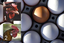 Legen braune Hühner nur braune Eier?